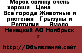 Марск свинку очень хароши › Цена ­ 2 000 - Все города Животные и растения » Грызуны и Рептилии   . Ямало-Ненецкий АО,Ноябрьск г.